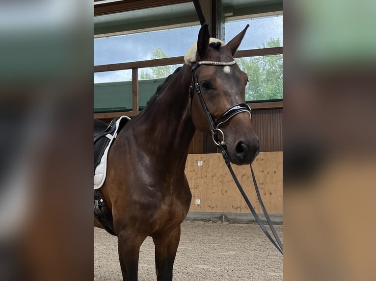 Oldenburg-International (OS) Gelding 8 years 16,2 hh Bay-Dark in Neu-Ulm