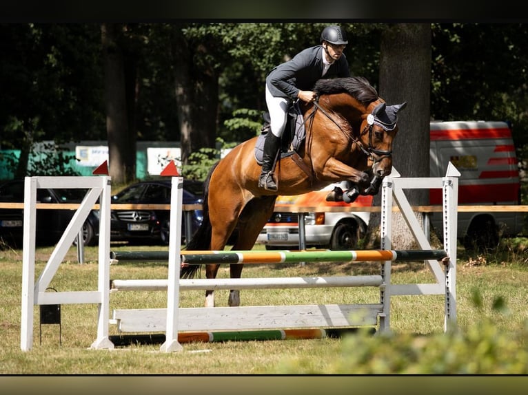 Oldenburg-International (OS) Gelding 8 years 16,2 hh Brown in Langlingen Oldenburg-International (OS) Gelding 8 years 16,2 hh Brown in Langlingen
