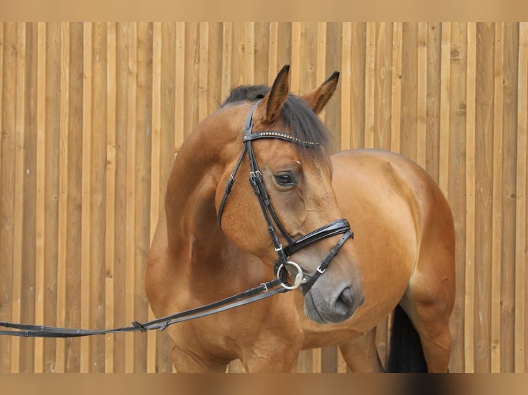 Oldenburg-International (OS) Gelding 8 years 16,2 hh Brown in Langlingen Oldenburg-International (OS) Gelding 8 years 16,2 hh Brown in Langlingen
