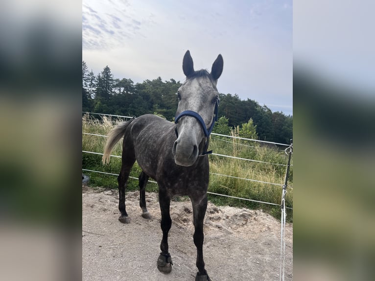 Oldenburg-International (OS) Gelding 8 years 16,2 hh Grey-Dapple in Breitenbrunn Oldenburg-International (OS) Gelding 8 years 16,2 hh Grey-Dapple in Breitenbrunn