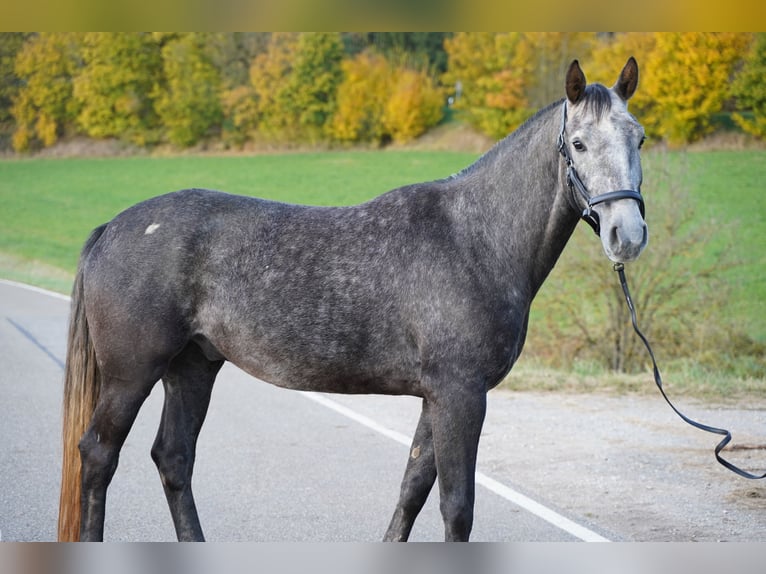 Oldenburg-International (OS) Gelding 8 years 16,2 hh Grey-Dapple in Breitenbrunn Oldenburg-International (OS) Gelding 8 years 16,2 hh Grey-Dapple in Breitenbrunn