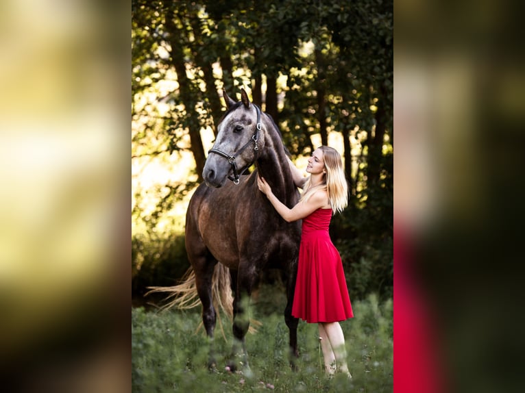 Oldenburg-International (OS) Gelding 8 years 16,2 hh Grey-Dark-Tan in Breitenbrunn Oldenburg-International (OS) Gelding 8 years 16,2 hh Grey-Dark-Tan in Breitenbrunn