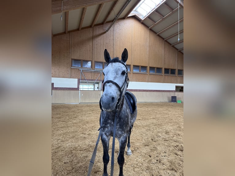 Oldenburg-International (OS) Gelding 8 years 16,2 hh Grey-Dark-Tan in Breitenbrunn Oldenburg-International (OS) Gelding 8 years 16,2 hh Grey-Dark-Tan in Breitenbrunn
