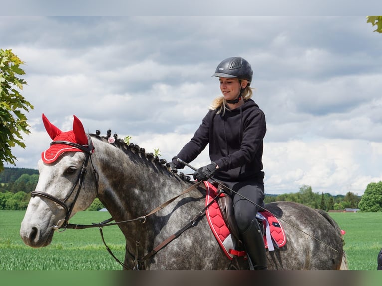 Oldenburg-International (OS) Gelding 8 years 16,2 hh Grey-Dark-Tan in Breitenbrunn Oldenburg-International (OS) Gelding 8 years 16,2 hh Grey-Dark-Tan in Breitenbrunn