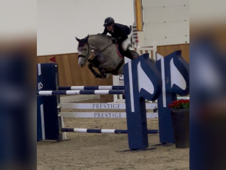 Oldenburg-International (OS) Gelding 8 years 16,2 hh Grey in SassenbergSassenberg