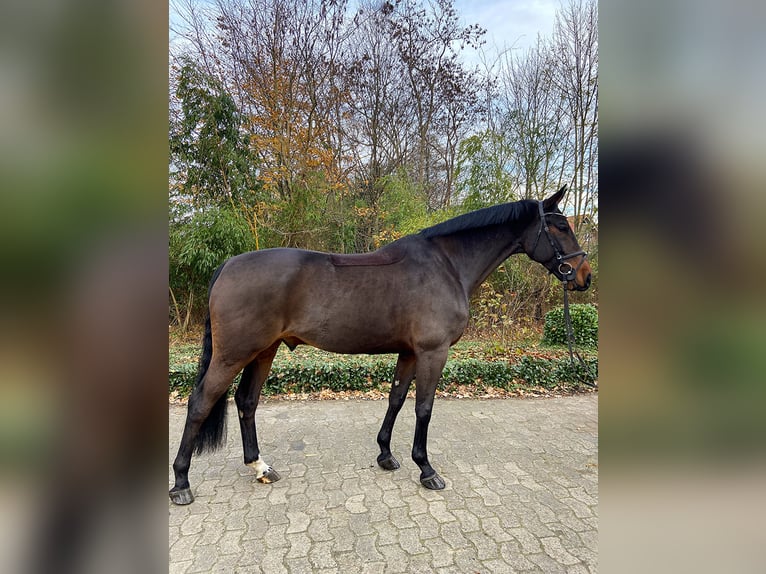 Oldenburg-International (OS) Gelding 8 years 16,3 hh Bay-Dark in Löningen