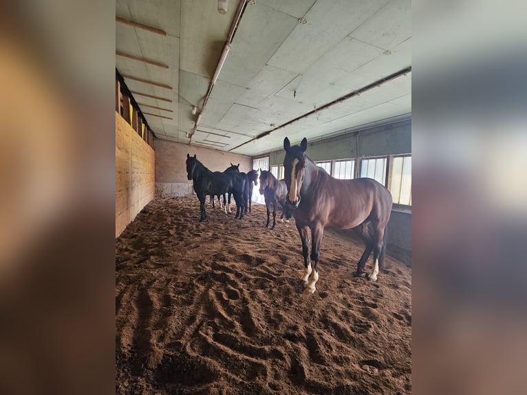 Oldenburg-International (OS) Gelding 8 years 16,3 hh Brown in Neubau