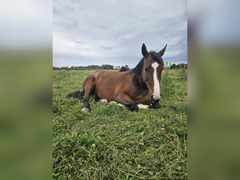 Oldenburg-International (OS) Gelding 8 years 16,3 hh Brown in Neubau