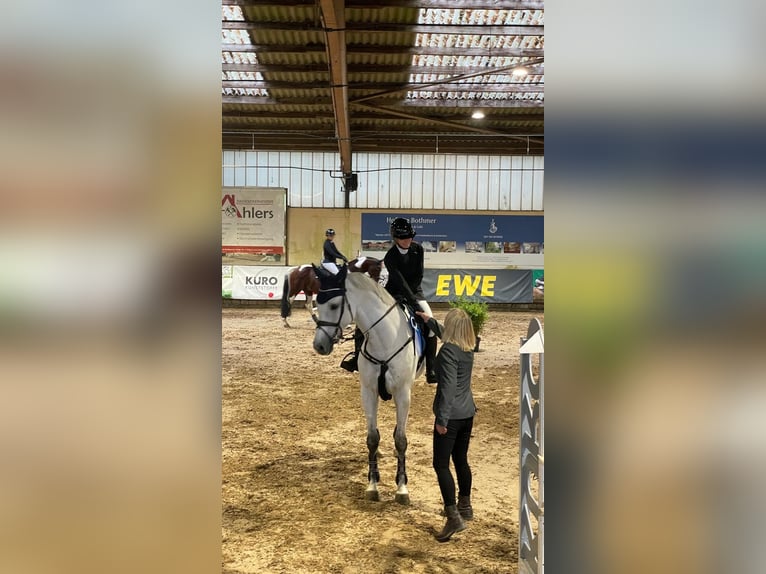 Oldenburg-International (OS) Gelding 8 years 16,3 hh Grey in WardenburgWardenburg