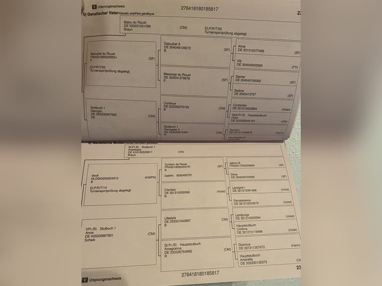 Oldenburg-International (OS) Gelding 8 years 17,1 hh Brown in ViersenViersen