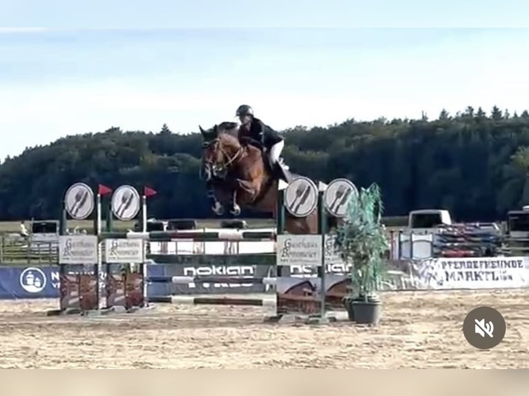 Oldenburg-International (OS) Gelding 8 years 17,1 hh Brown in Laufen