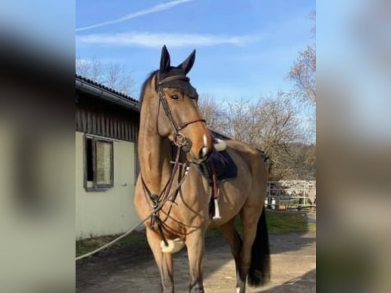 Oldenburg-International (OS) Gelding 8 years 17,1 hh Brown in Laufen