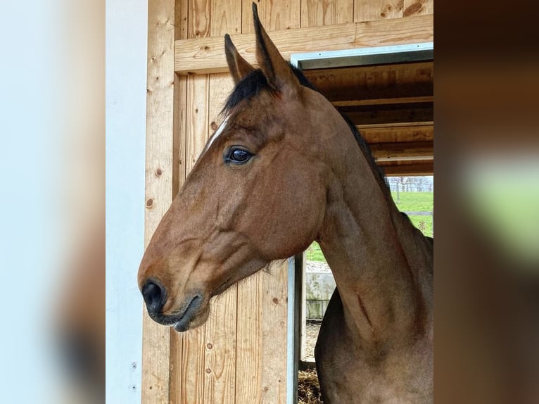 Oldenburg-International (OS) Gelding 8 years 17,1 hh Brown in Laufen
