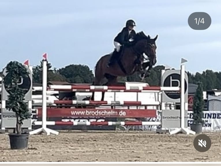 Oldenburg-International (OS) Gelding 8 years 17,1 hh Brown in Laufen