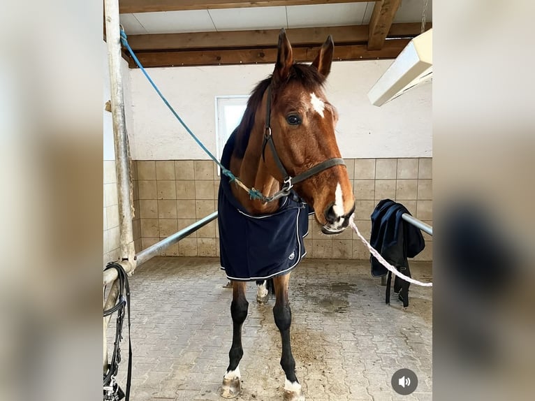 Oldenburg-International (OS) Gelding 8 years 17,1 hh Brown in Laufen