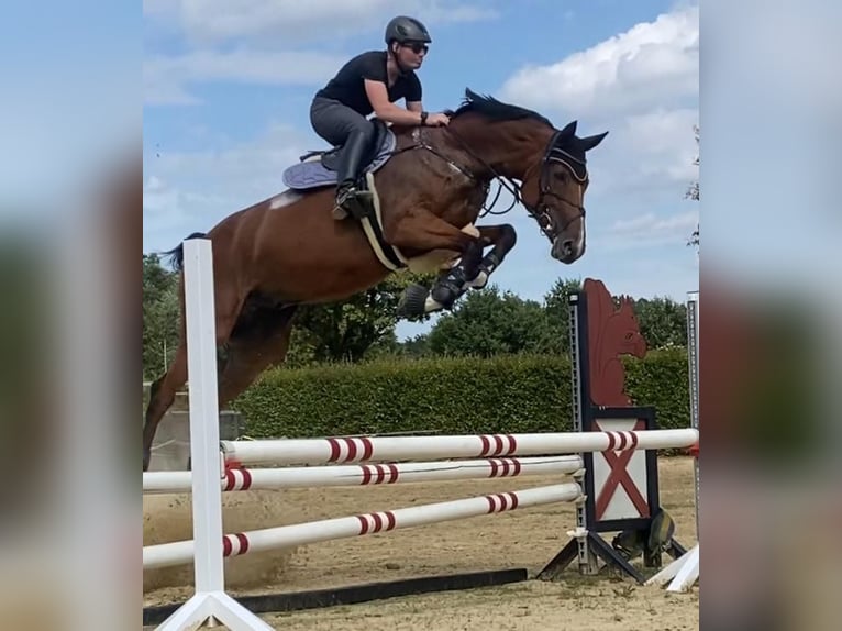 Oldenburg-International (OS) Gelding 8 years 17,1 hh Brown in Viersen