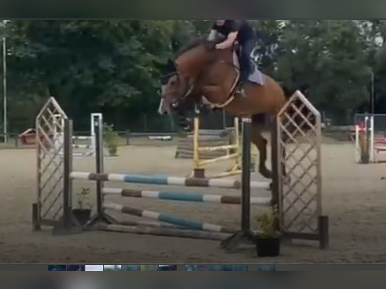 Oldenburg-International (OS) Gelding 8 years 17,1 hh Brown in Viersen