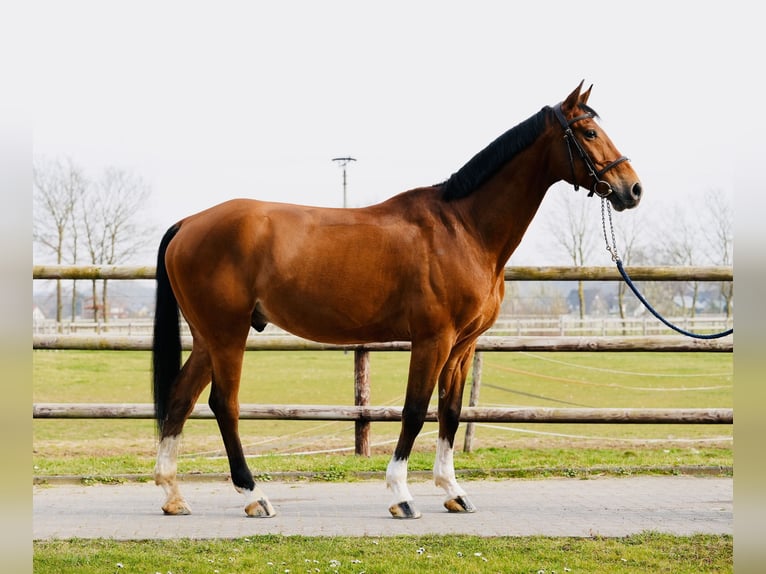 Oldenburg-International (OS) Gelding 8 years Brown in Zülpich