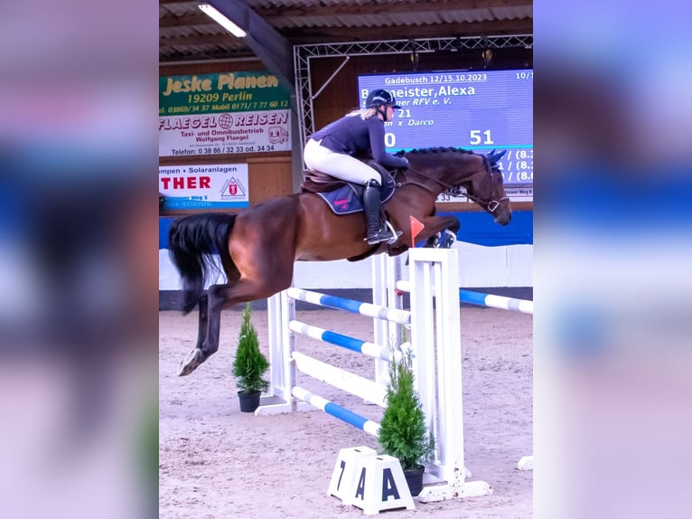Oldenburg-International (OS) Gelding 9 years 16.2 hh Brown in Schwaan