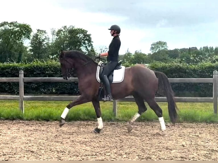 Oldenburg-International (OS) Gelding 9 years 16.2 hh Chestnut-Red in Odense C