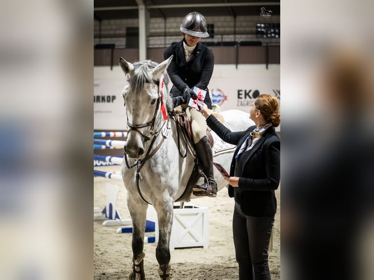 Oldenburg-International (OS) Gelding 9 years 16.2 hh Grey in Kaczenice