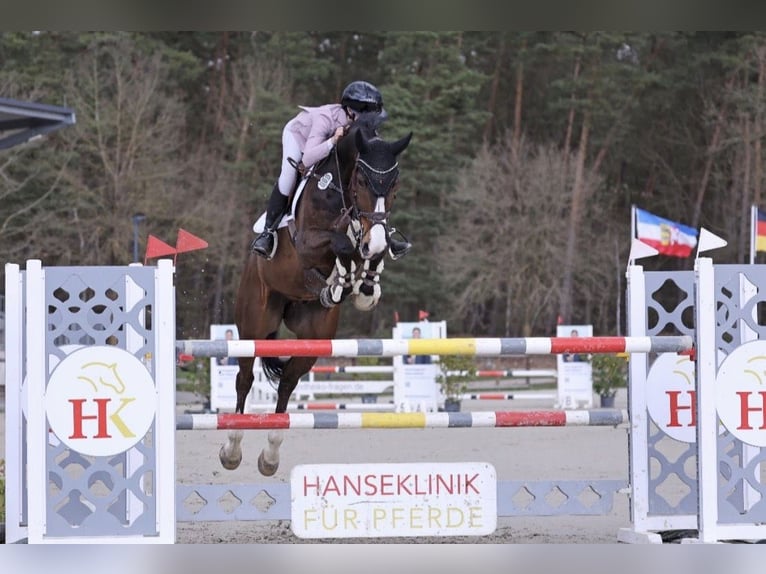 Oldenburg-International (OS) Gelding 9 years 16.3 hh Bay-Dark in Gyhum