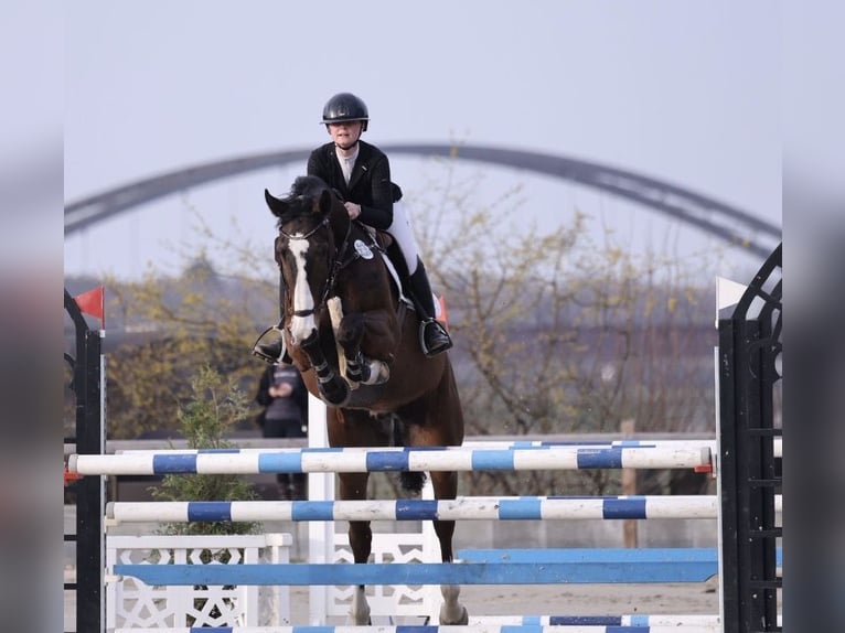 Oldenburg-International (OS) Gelding 9 years 16.3 hh Bay-Dark in Gyhum