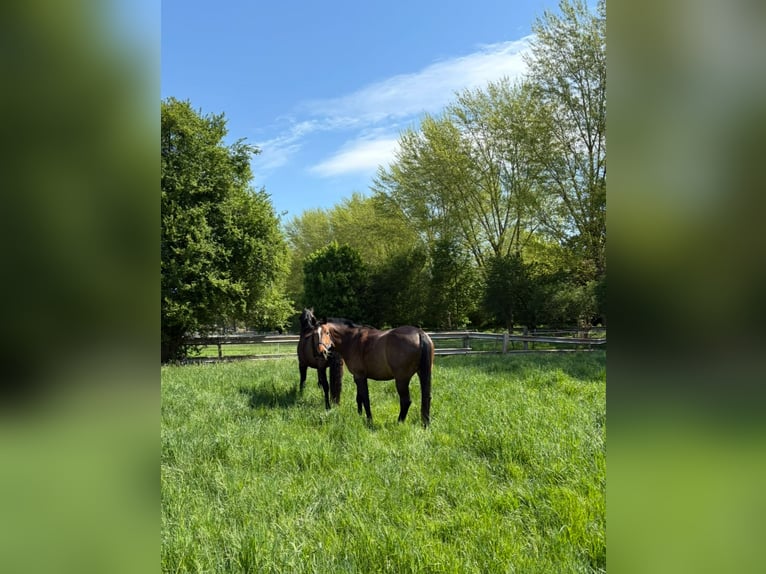 Oldenburg-International (OS) Gelding 9 years 16,1 hh Brown in Heddesheim