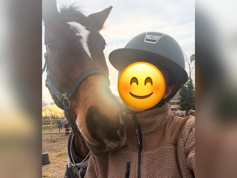 Oldenburg-International (OS) Gelding 9 years 16,1 hh Brown in Heddesheim