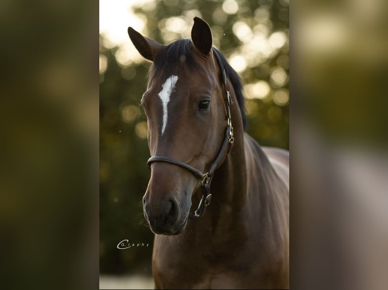 Oldenburg-International (OS) Gelding 9 years 16,1 hh Brown in Heddesheim