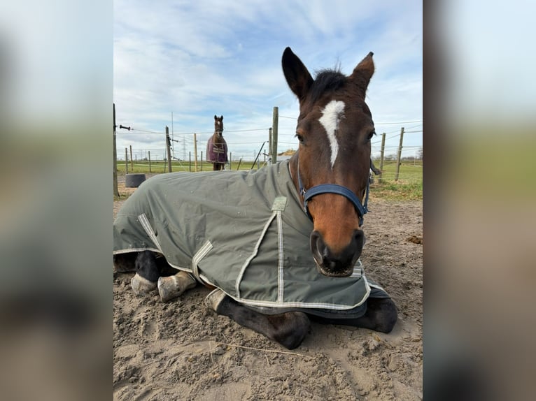 Oldenburg-International (OS) Gelding 9 years 16,1 hh Brown in Heddesheim