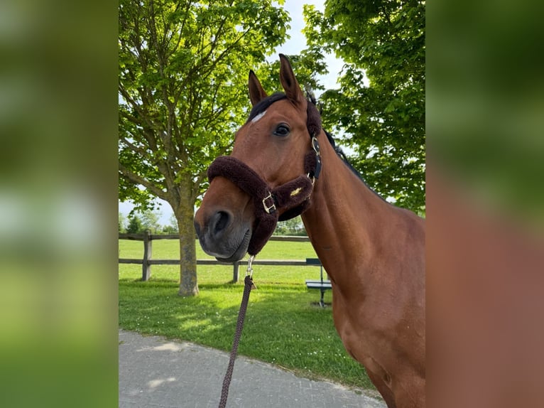 Oldenburg-International (OS) Gelding 9 years 16,1 hh Brown-Light in PlothenSchleiz