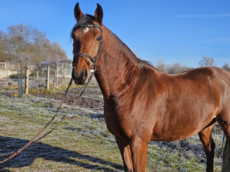 Oldenburg-International (OS) Gelding 9 years 16,1 hh Brown in Wessobrunn