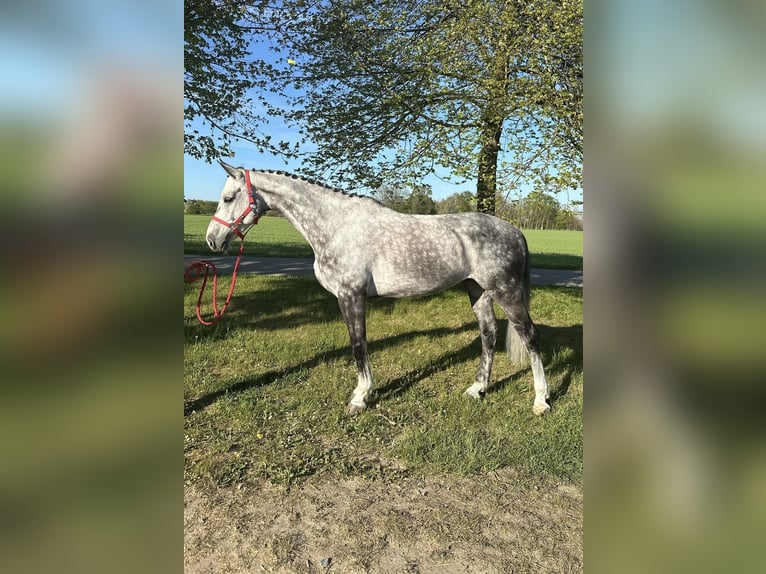 Oldenburg-International (OS) Gelding 9 years 16,1 hh Gray in Elmenhorst