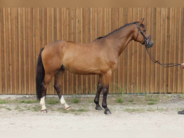 Oldenburg-International (OS) Gelding 9 years 16,2 hh Brown in Langlingen
