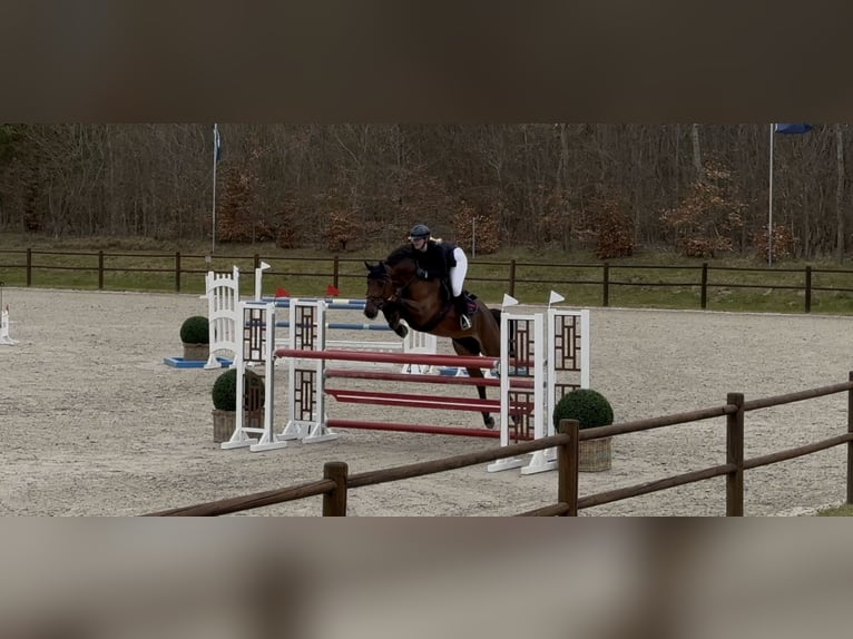 Oldenburg-International (OS) Gelding 9 years 16,2 hh Brown in Schwaan