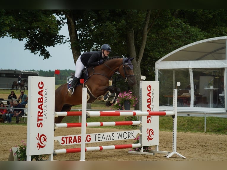 Oldenburg-International (OS) Gelding 9 years 16,2 hh Brown in Schwaan