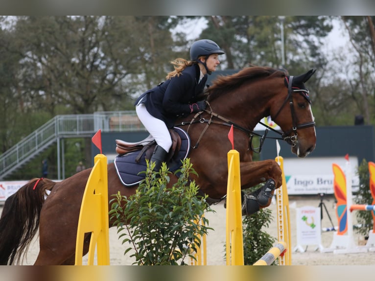 Oldenburg-International (OS) Gelding 9 years 16,2 hh Chestnut in Gro&#xDF;enkneten