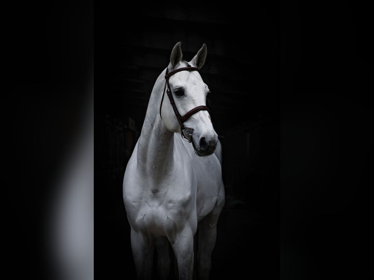 Oldenburg-International (OS) Gelding 9 years 16,3 hh Gray in Lastrup