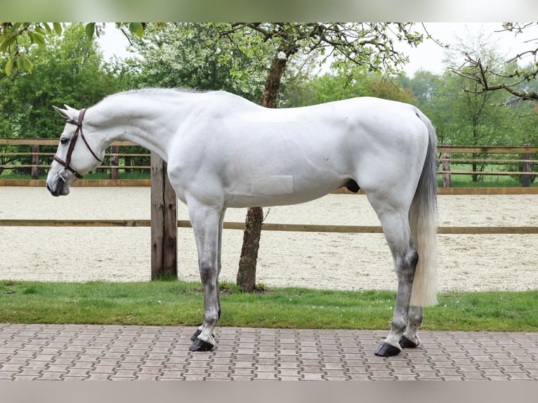 Oldenburg-International (OS) Gelding 9 years 16,3 hh Gray in Lastrup