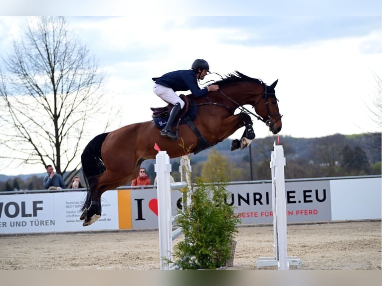 Oldenburg-International (OS), Gelding, 9 years, 17.1 hh, Brown