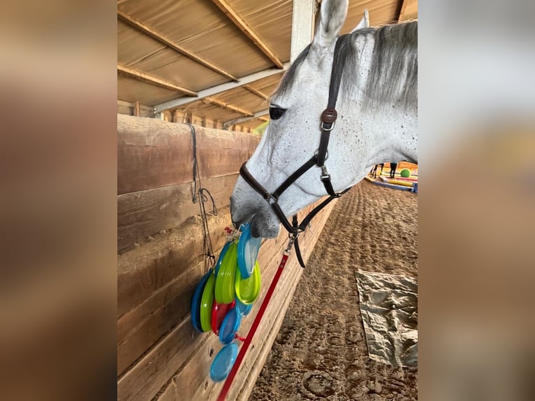 Oldenburg-International (OS) Gelding 9 years 17.1 hh Grey-Dapple in Maria-Lanzendorf