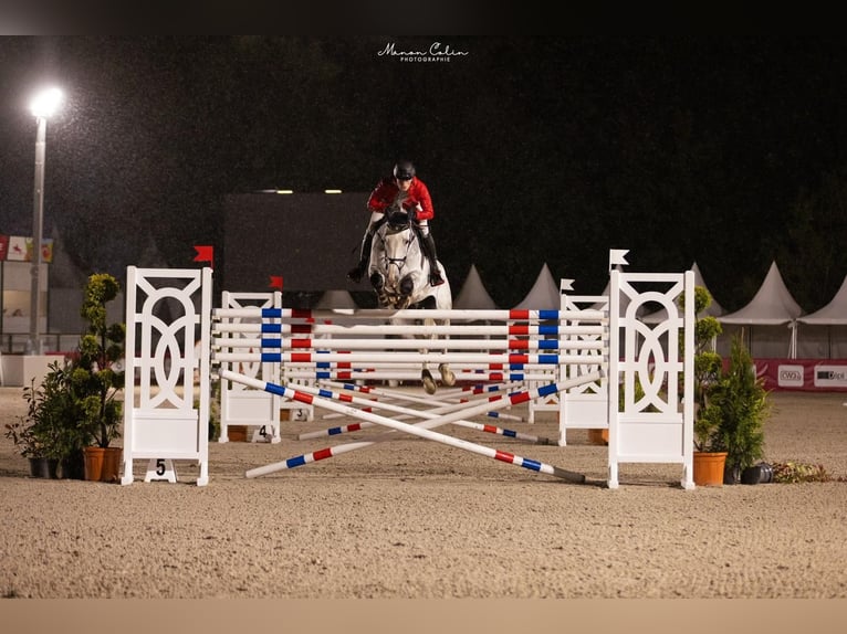 Oldenburg-International (OS) Gelding 9 years 17,2 hh Grey in Biberist SO