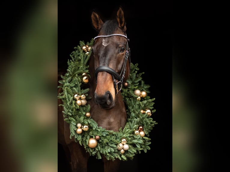 Oldenburg-International (OS) Gelding 9 years 18 hh Bay-Dark in Malente