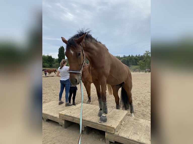 Oldenburg-International (OS) Gelding 9 years 18 hh Brown in Rommerskirchen
