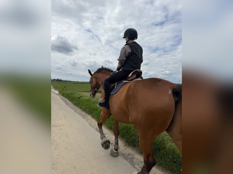 Oldenburg-International (OS) Gelding 9 years 18 hh Brown in Rommerskirchen