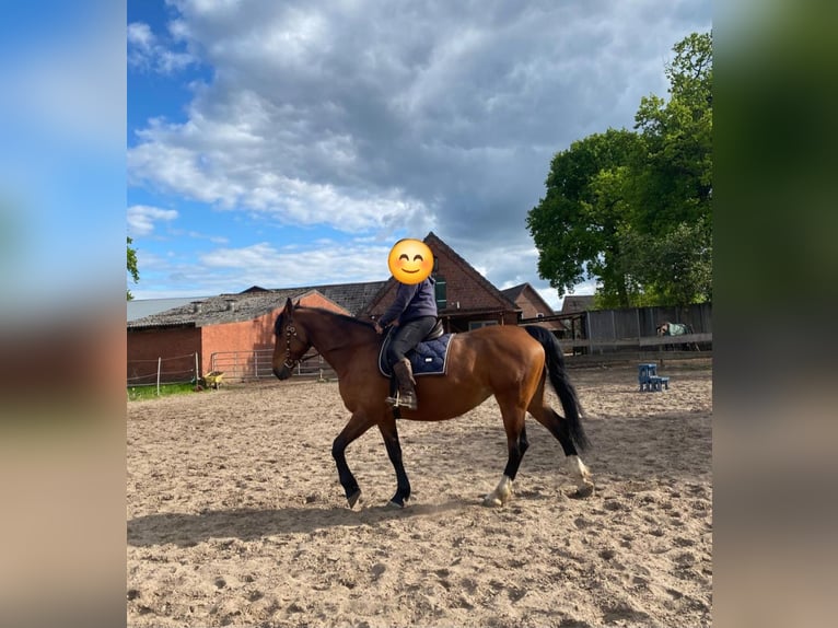 Oldenburg-International (OS) Mare 10 years 15.3 hh Brown in Mittelstenahe/Nordahn