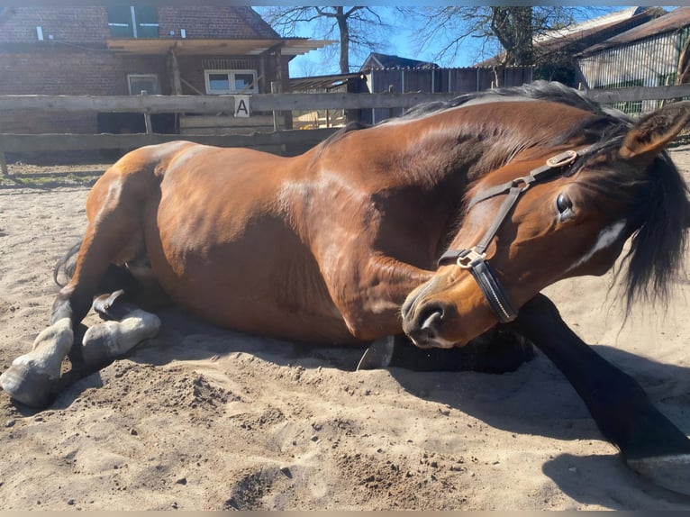 Oldenburg-International (OS) Mare 10 years 15.3 hh Brown in Mittelstenahe/Nordahn
