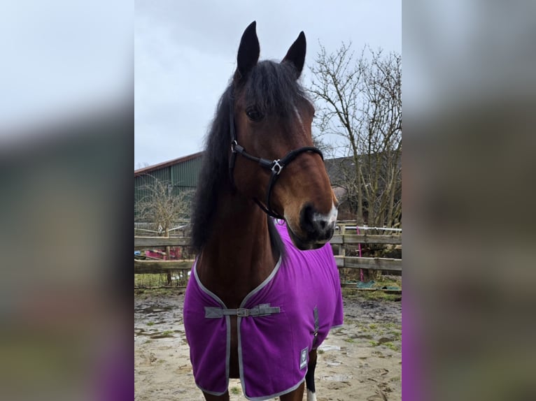 Oldenburg-International (OS) Mare 10 years 15,3 hh Brown in Mittelstenahe/Nordahn