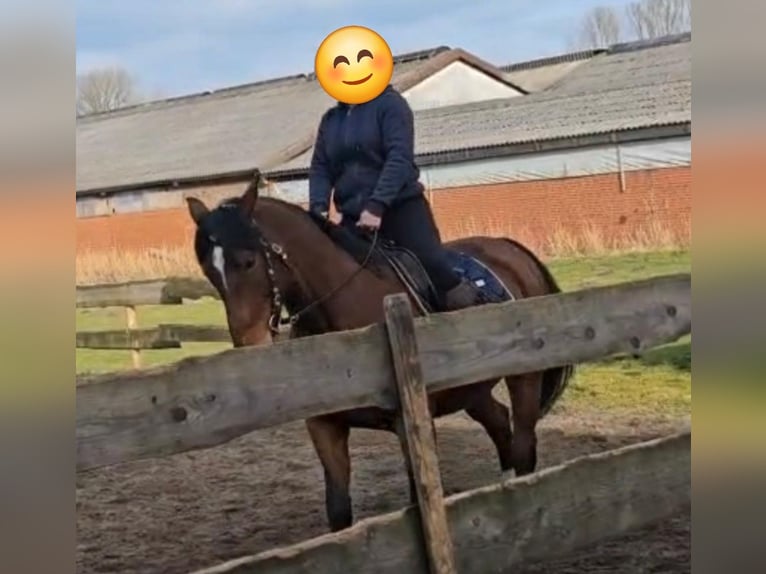 Oldenburg-International (OS) Mare 10 years 15,3 hh Brown in Mittelstenahe/Nordahn